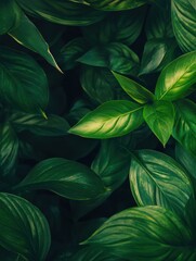 Obraz premium A closeup of bright green leaves on the top right corner of the frame with copy space beside them