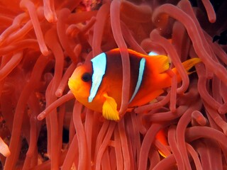 Clown fish