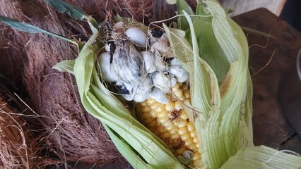 fungus on corn