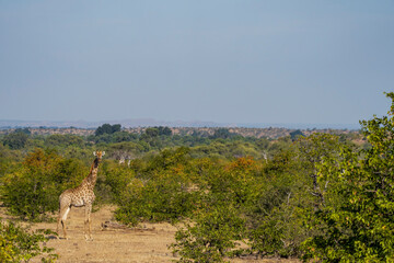 South African giraffe or Cape giraffe (Giraffa giraffa) or (Giraffa camelopardalis giraffa). Mashatu Game Reserve. Northern Tuli Game Reserve.  Botswana.