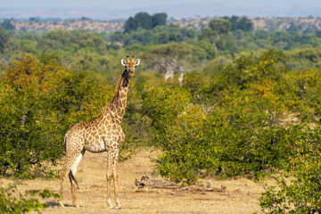 South African giraffe or Cape giraffe (Giraffa giraffa) or (Giraffa camelopardalis giraffa). Mashatu Game Reserve. Northern Tuli Game Reserve.  Botswana.