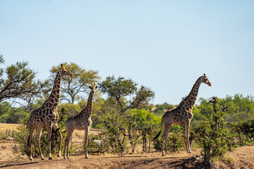 South African giraffe or Cape giraffe (Giraffa giraffa) or (Giraffa camelopardalis giraffa). Mashatu Game Reserve. Northern Tuli Game Reserve.  Botswana.