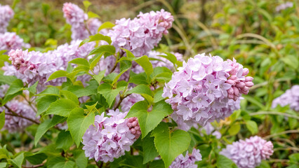 flowers in the garden