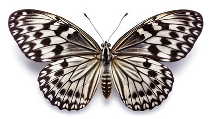 Isolated Apollo butterfly: a panoramic black and white image highlighting its unique, exotic form.