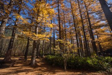 Fototapeta premium Kamikochi has a beautiful atmosphere, with mountains,wildlife and streams, and good weather, especially during the autumn foliage season, part of the Japan Alps, Nagano