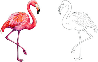 Fototapeta premium Coloring book page of a Flamingo Standing Next to a White Background-transparent.