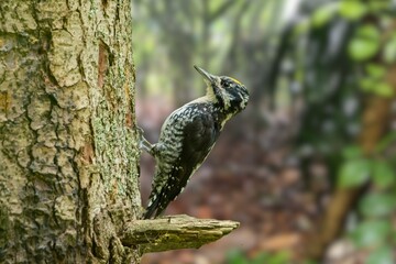 The Silent Observer: Eurasian Three-Toed Woodpecker on a Forest Perch