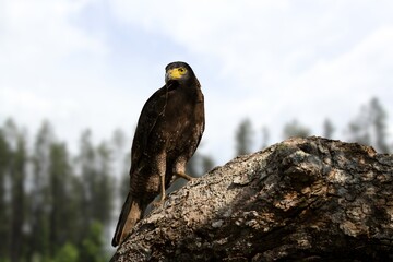 Grace and Power: The Andaman Serpent Eagle Amidst Vibrant Forest Greens