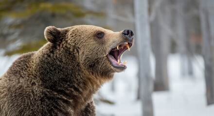 Majestic grizzly bear roaring in snowy forest