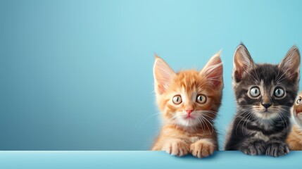 Three kittens are peeking over a blue surface and looking at the camera with wide eyes.