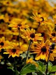 yellow flowers