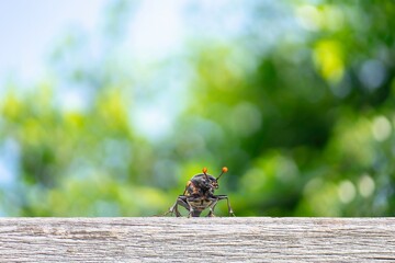 Close-Up of a american Burying Beetle on a Thin Stem in Nature