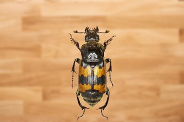 Close-Up of a american Burying Beetle on a Thin Stem in Nature