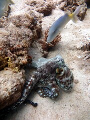 Octopus with fish from red sea