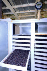 Drying racks with trays of prunes