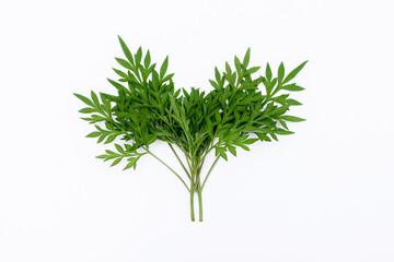 Kenikir leaves (cosmos caudatus) isolated white background