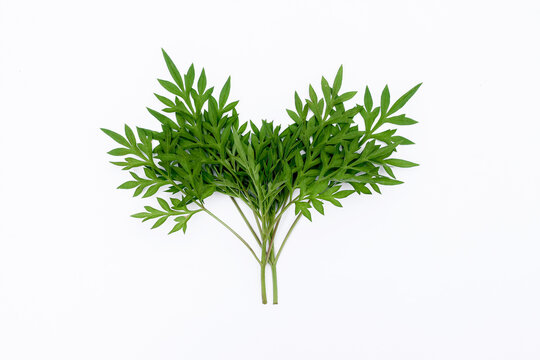 Kenikir leaves (cosmos caudatus) isolated white background
