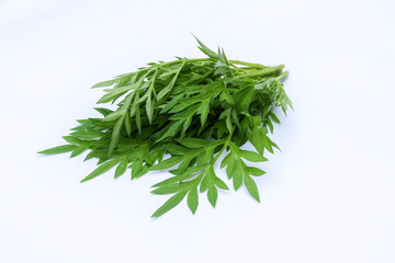 Kenikir leaves (cosmos caudatus) isolated white background
