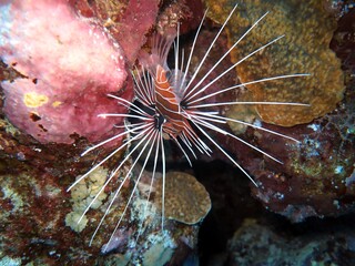 Scorpion fish
