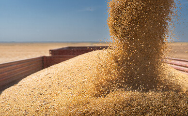 Combine transferring soybeans after harvest