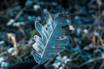 Gloved hand holding frozen oak leaf in winter forest