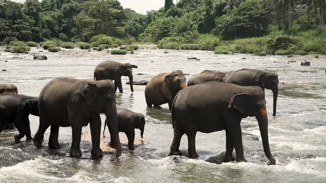 Herd of wild asian elephants, including a baby elephant, crossing maha oya river at pinnawala elephant orphanage, sri lanka