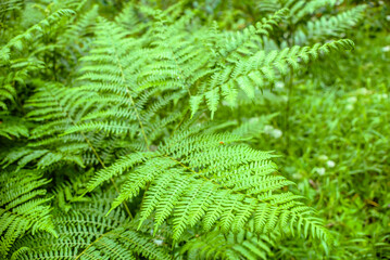 Green fern leaves. Spring ferns, background.