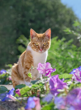 Adorable cat, red tabby with white, sitting amidst beautiful purpel coloured Morning-Glory flower, Ipomoea.  