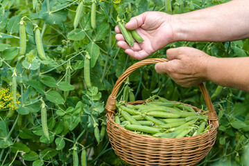 Woman picking pea. Close-up of hands picking green peas from a plant. Gardening and organic farming concept.