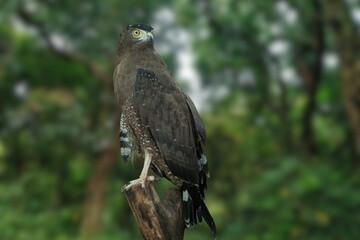 Silent Sentinel: The Andaman Serpent Eagle in a Green Canopy