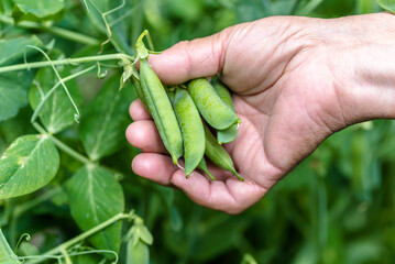 Woman picking pea. Close-up of hands picking green peas from a plant. Gardening and organic farming concept.