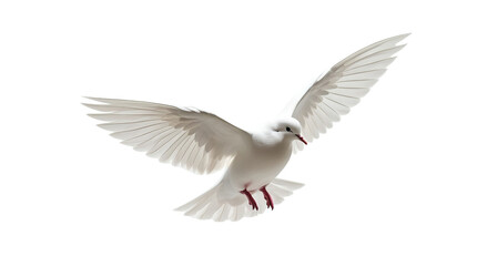 white dove (png)