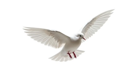 white dove (png)
