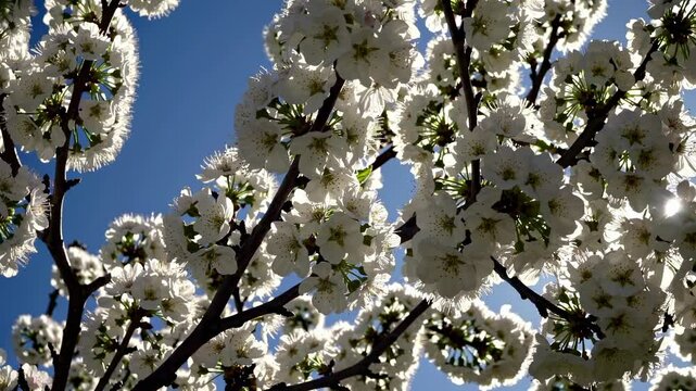 Cherry bloosom, blooming cherry tree closeup. Springtime, sakura flowers in Japan