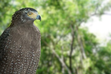 Wild Elegance: The Andaman Serpent Eagle in Its Lush Forest Domain
