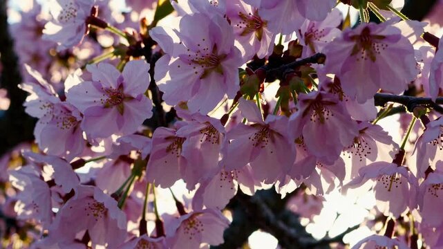 Cherry bloosom, blooming cherry tree closeup. Springtime, sakura flowers in Japan
