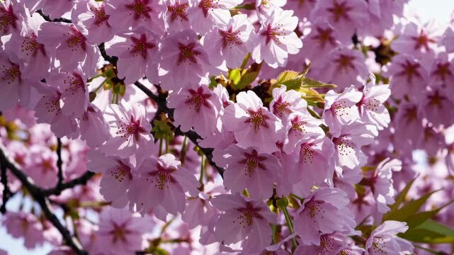 Cherry bloosom, blooming cherry tree closeup. Springtime, sakura flowers in Japan