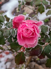 Frozen pink rose covered by morning frost