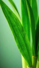 Obraz premium Detail of lemongrass leaves with veins and texture, Lemongrass, herb, plant