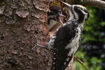 Forest Melody: The Eurasian Three-Toed Woodpecker in its Natural Habitat