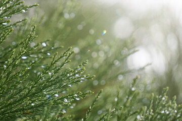 cypress branches with raindrops in rainy days, green background