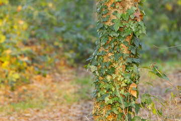 a tree overgrown with ivy, ivy grows wildly up the tree, sunny day in the forest, shining leaves, tree trunk surrounded by hedera