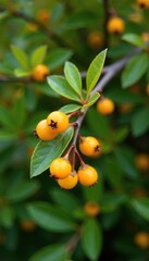Small yellow-orange berries on a shrub with single seeds, botanicals, shrubs, plant