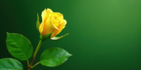 A single yellow rose bud nestled among the curves of a green leaf, rose, plant
