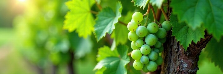 Emerald grape leaves nestling into the weathered vine trunk, vines, landscape