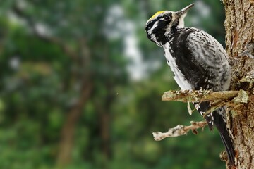 Eurasian Three-Toed Woodpecker Perched on a Tree
