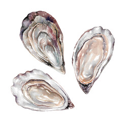 Sea oysters in shells. Seafood hand drawn watercolor illustration isolated on white background