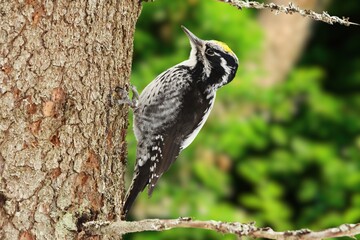 Eurasian Three-Toed Woodpecker Perched on a Tree