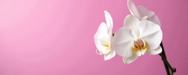 Obraz premium White orchid buds on a pink background with some green stems, plant, closeup