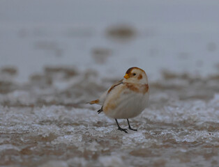 a bird on the beach